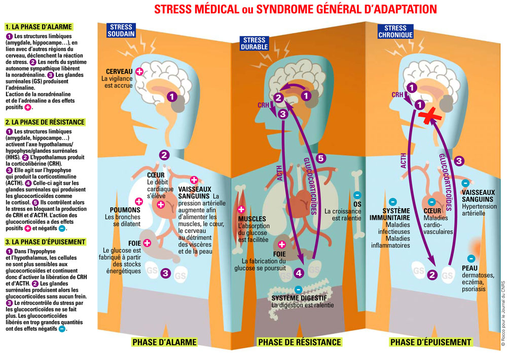 schéma étapes du stress effets CNRS